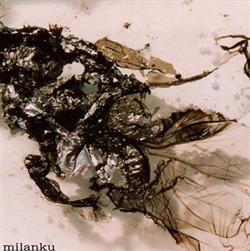 Download Milanku - Demo 2007