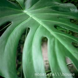 Download Wolfgang Raspe - Monstera House