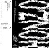 télécharger l'album Honzo - Distopia Un Mondo Indesiderabile LP